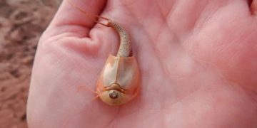 Hàng trăm con tôm nòng nọc xuất hiện sau mưa rào